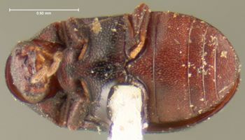 Media type: image;   Entomology 24677 Aspect: habitus ventral view